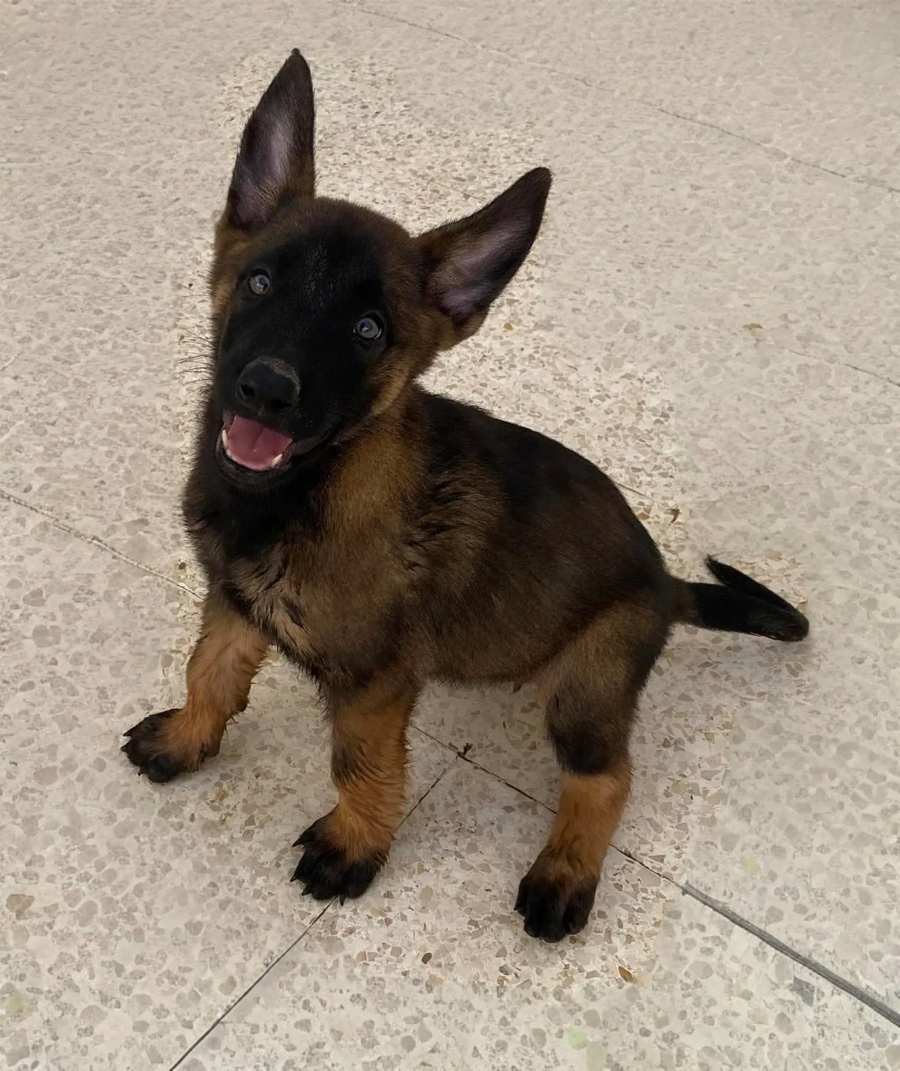 Chiots malinois