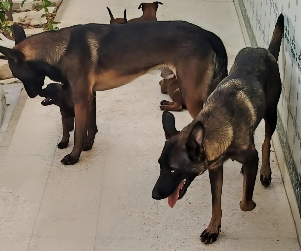 Chiots malinois