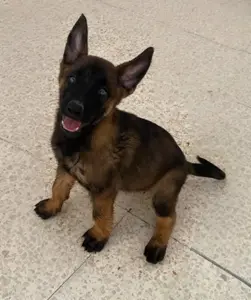 Chiots malinois
