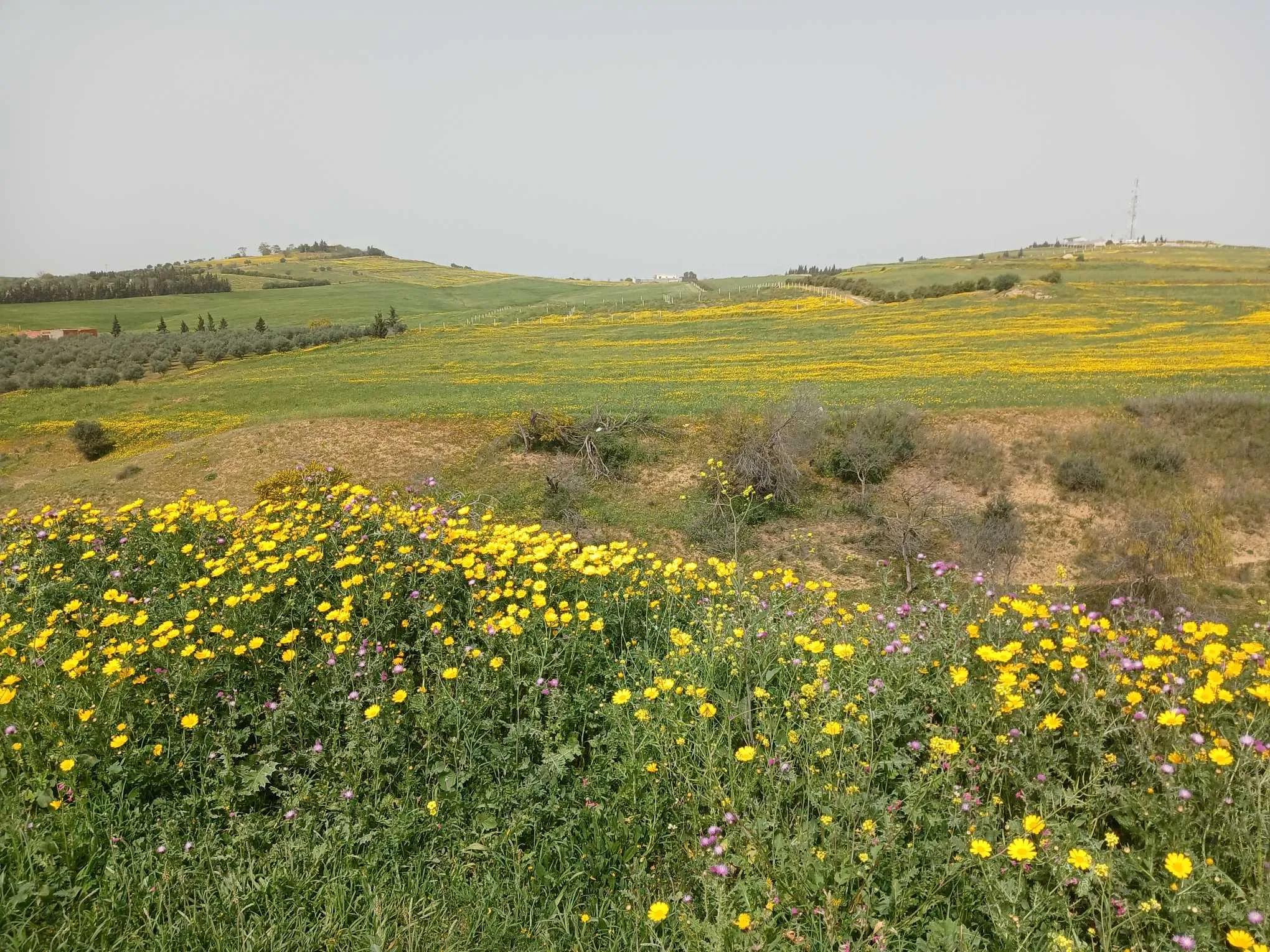 Terrain à vendre