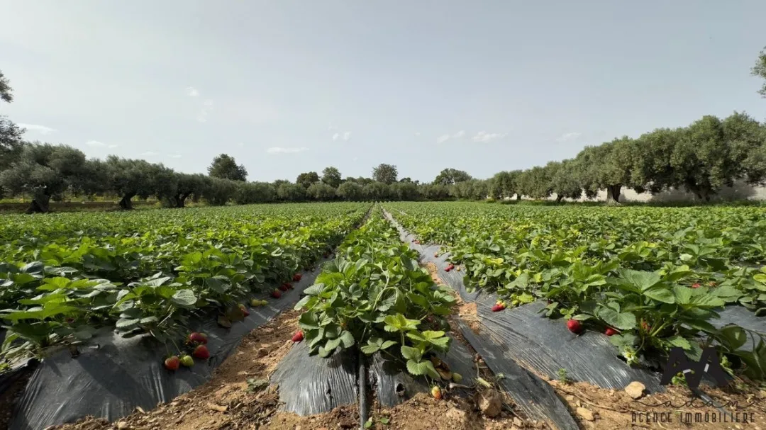 Terrain Agricole à Diar Sidi Salim de 6 194 m²