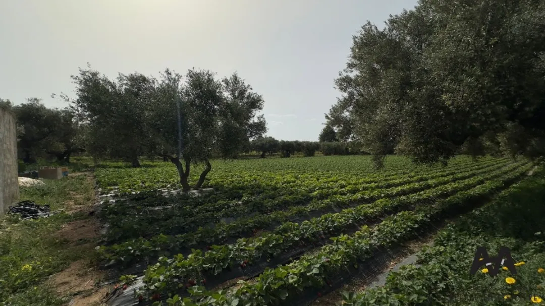 Terrain Agricole à Diar Sidi Salim de 6 194 m²