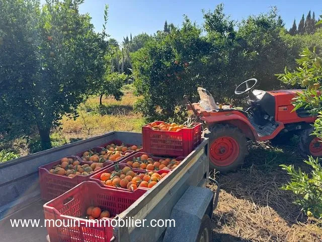 FERME BENI KHALLED 2 Beni Khalled T1225