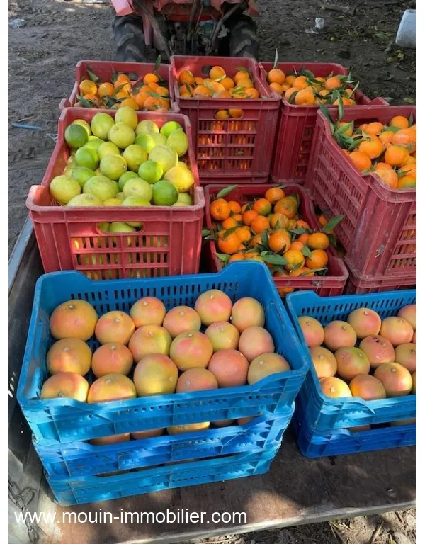 FERME BENI KHALLED 2 Beni Khalled T1225