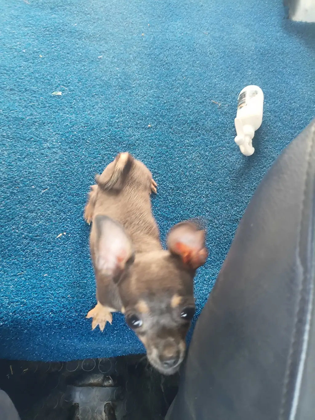 Chiwawa