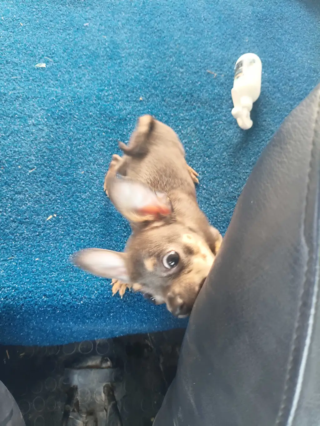 Chiwawa