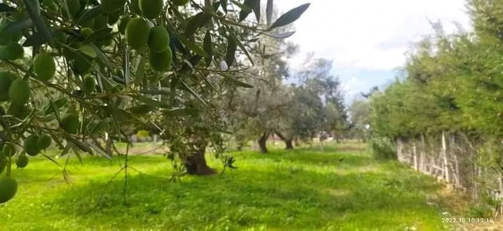 Terrain&nbsp;à&nbsp;el&nbsp;Garia&nbsp;bizerte