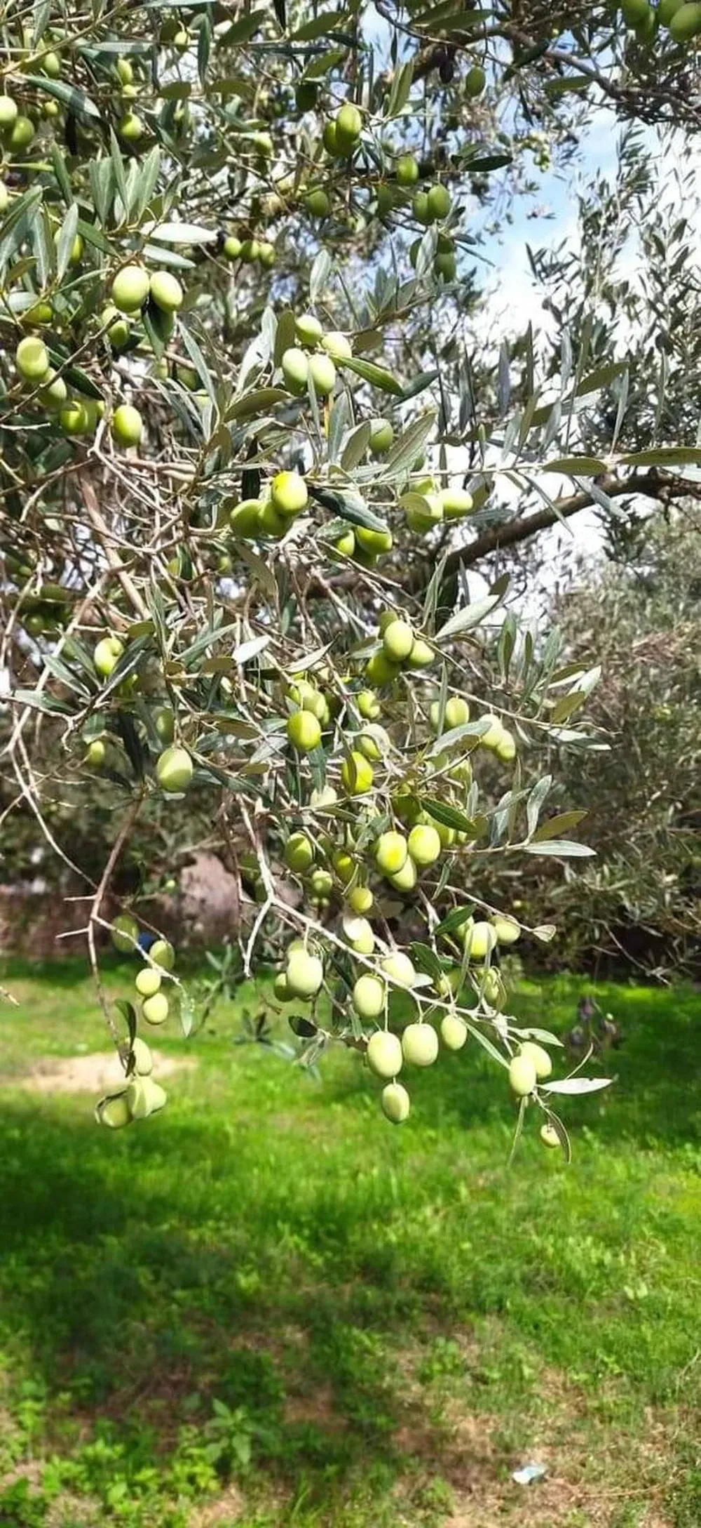 Terrain&nbsp;à&nbsp;el&nbsp;Garia&nbsp;bizerte