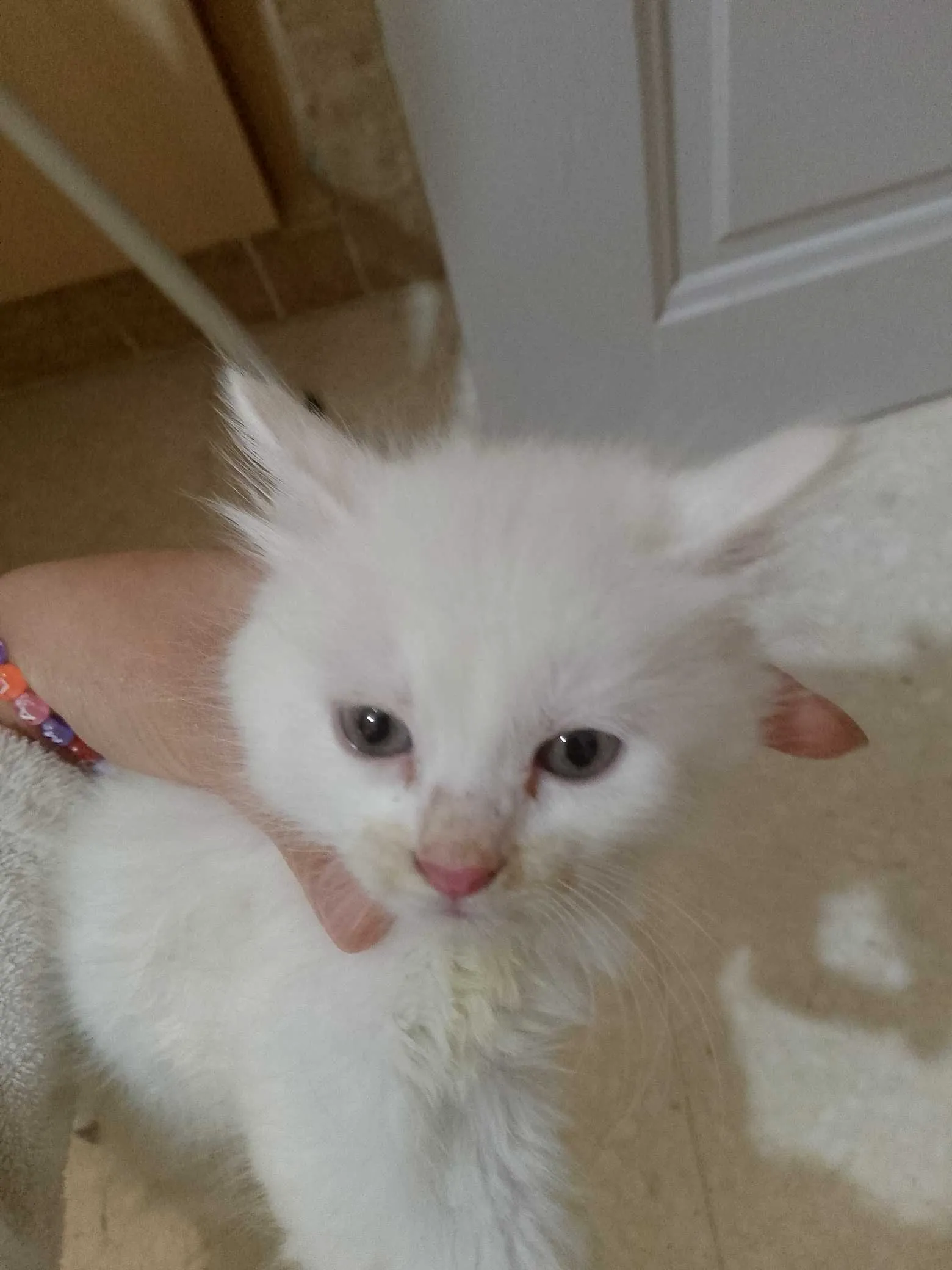 Chaton angora 
