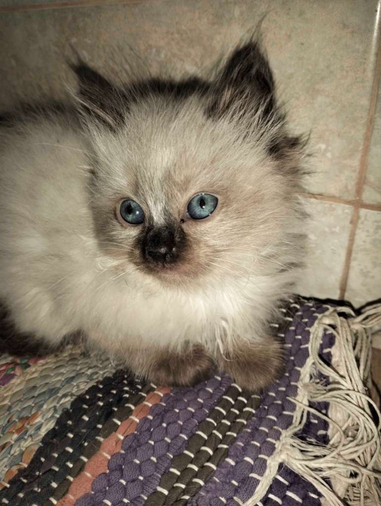 2 chatons femelle saimois 