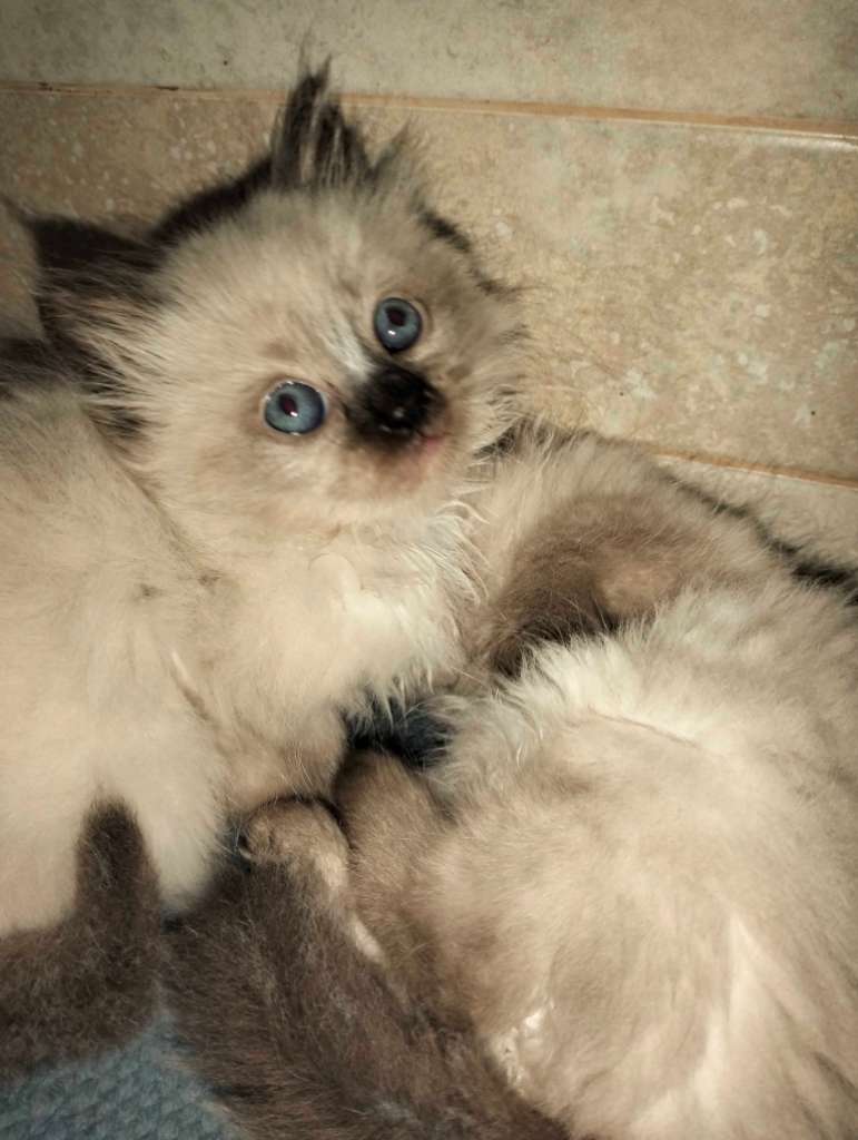 2 chatons femelle saimois 