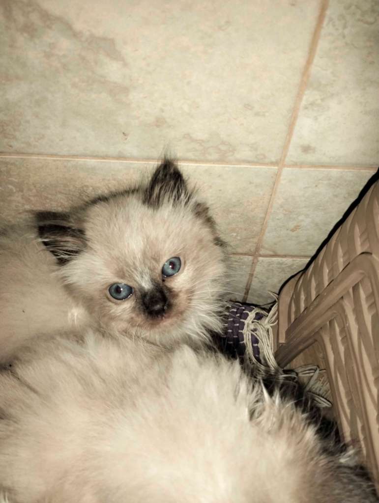 2 chatons femelle saimois 