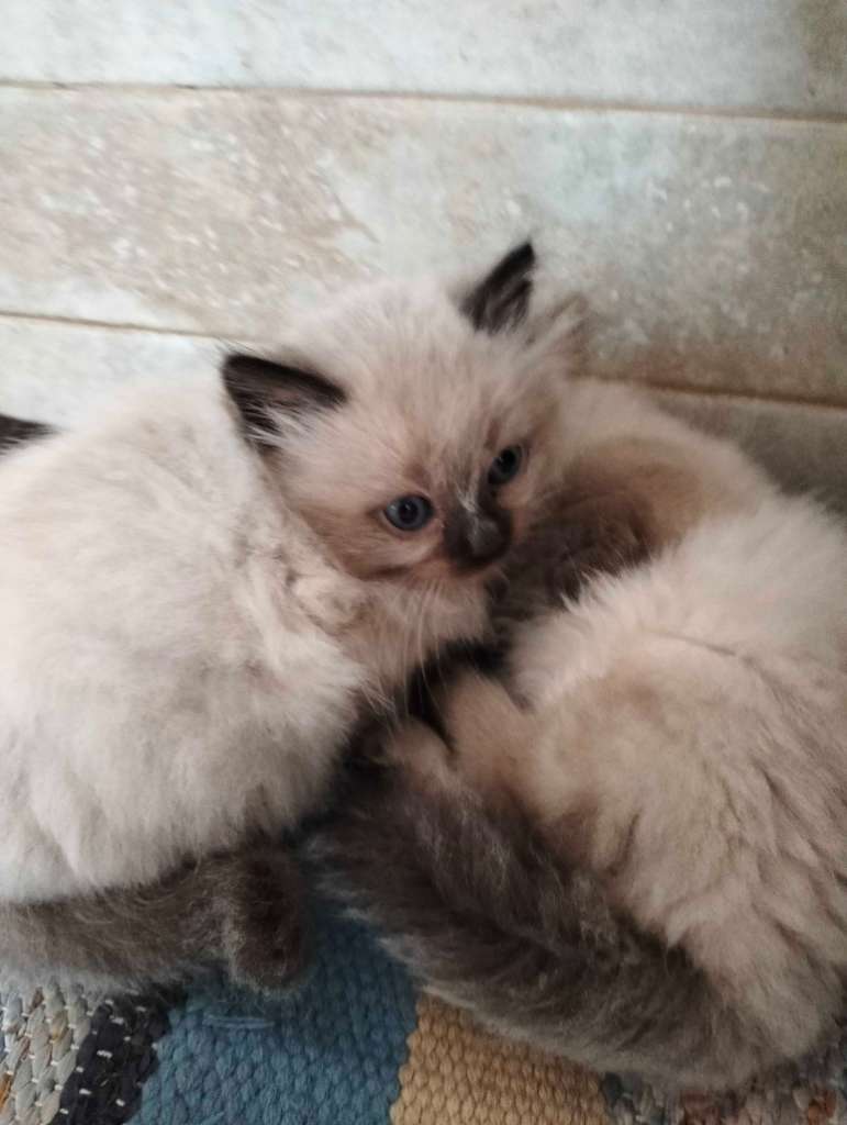 2 chatons femelle saimois 