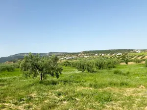 AV 5139m avec oliviers à hammamet 99958728