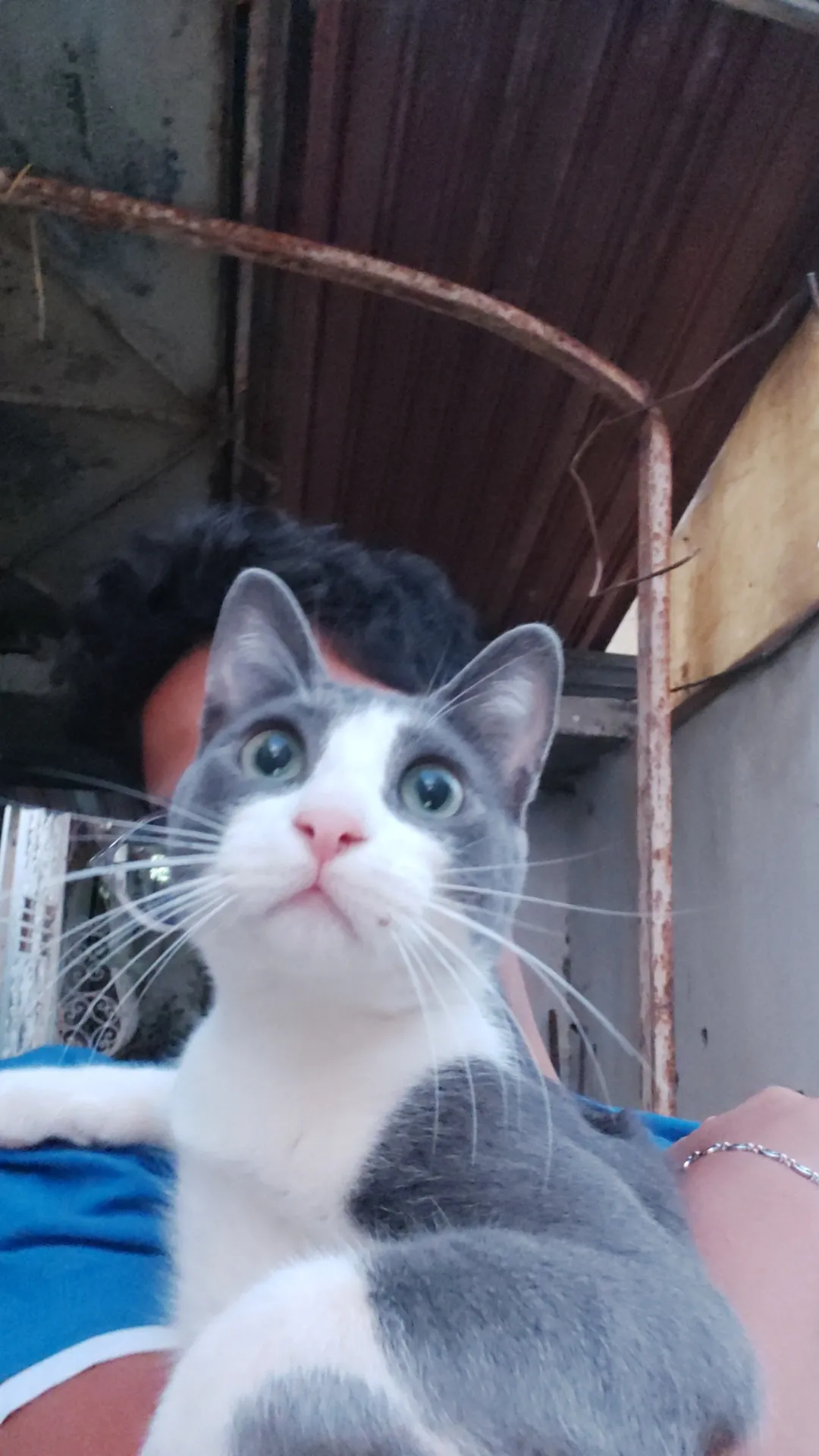 Adoption gratuit 