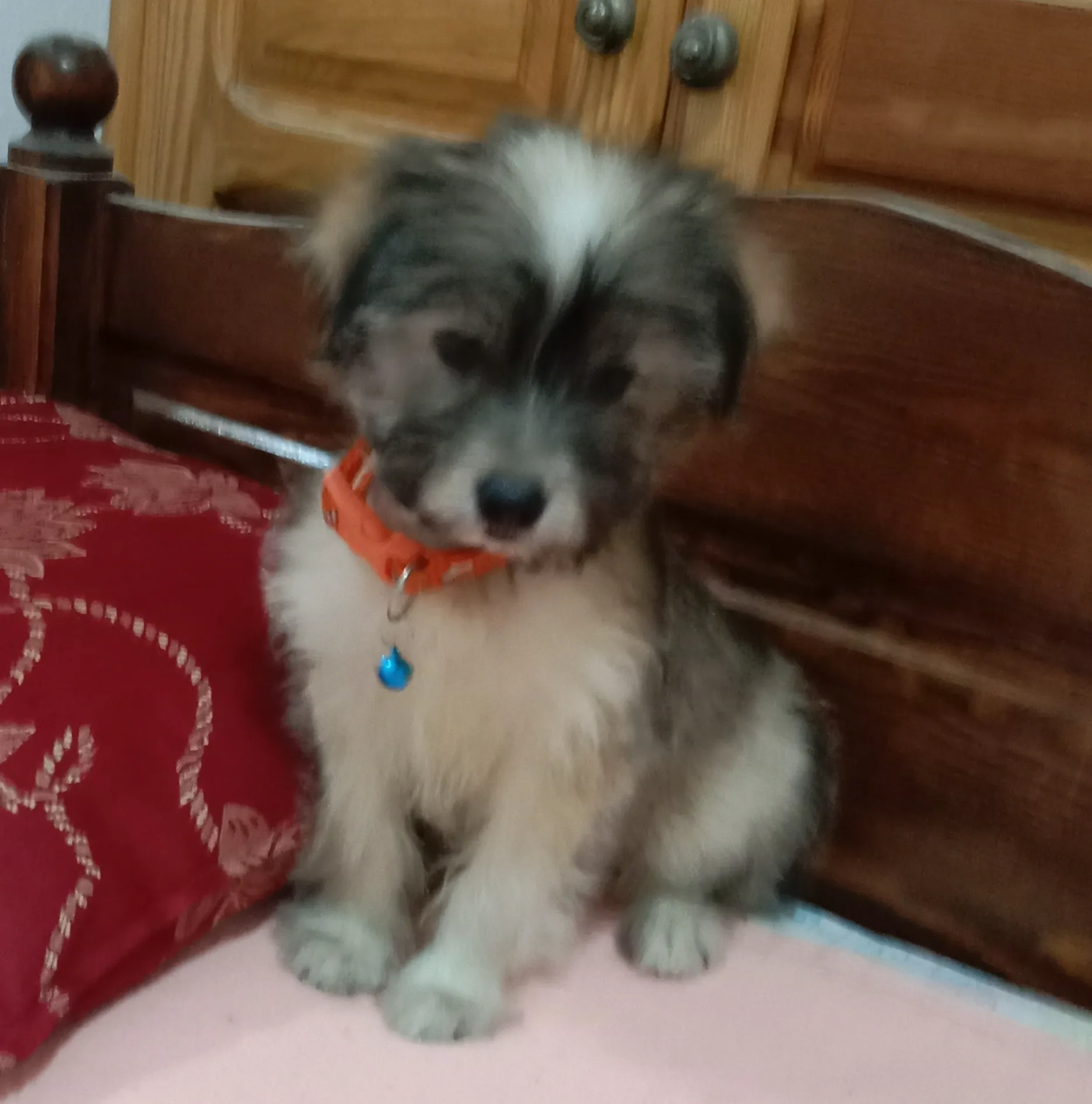 Chiot mâle 2 mois