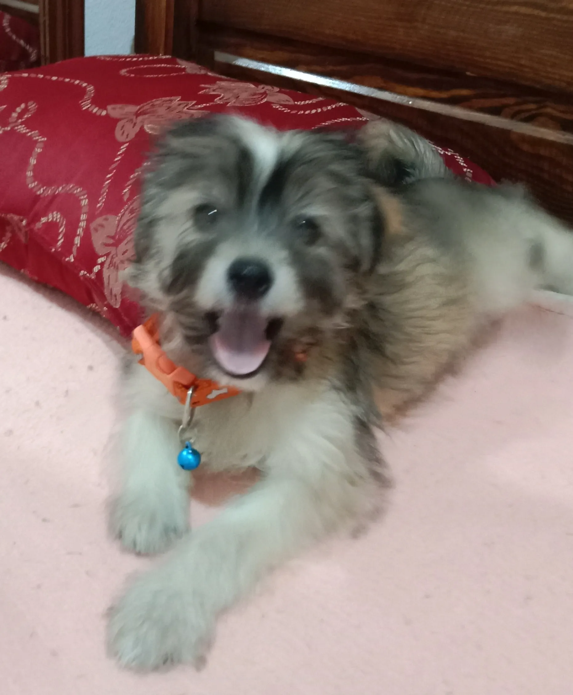 Chiot mâle 2 mois