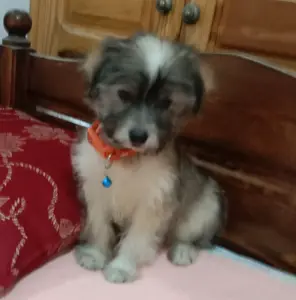 Chiot mâle 2 mois 