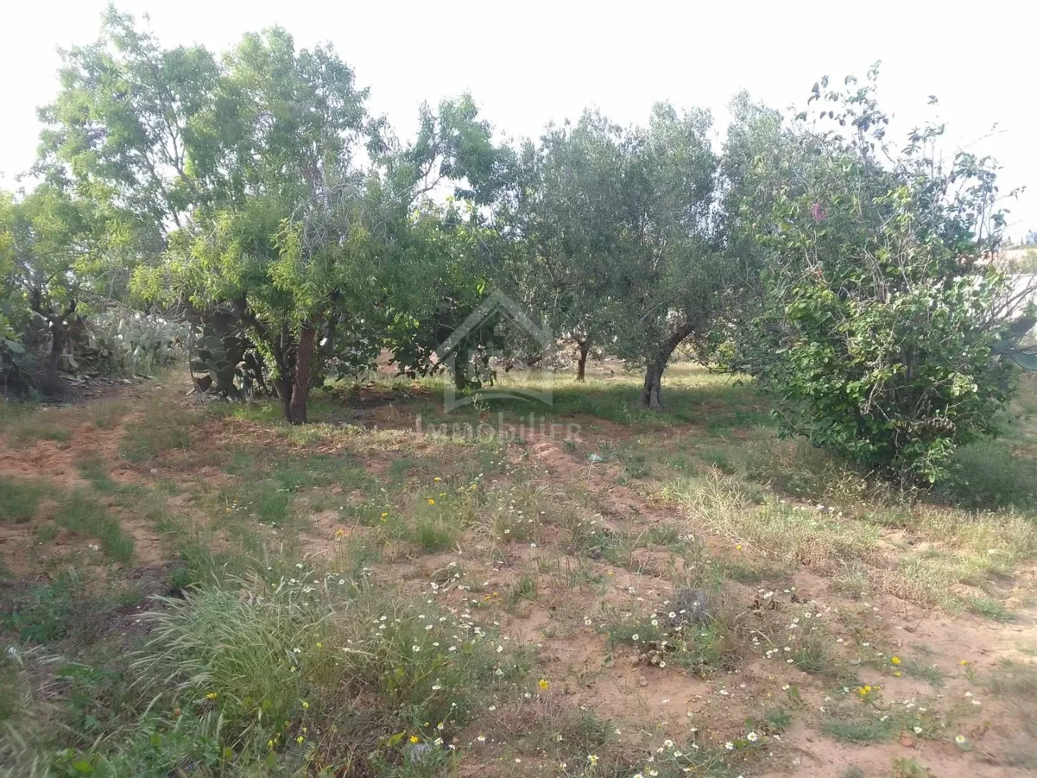 دار و معاها أرض للبيع في الحمامات الجنوبية 51355351