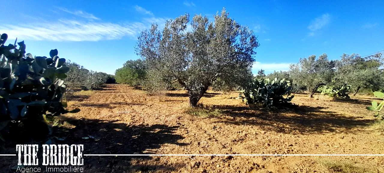 Terrain Agricole de 6 395 m² à Bou Argoub