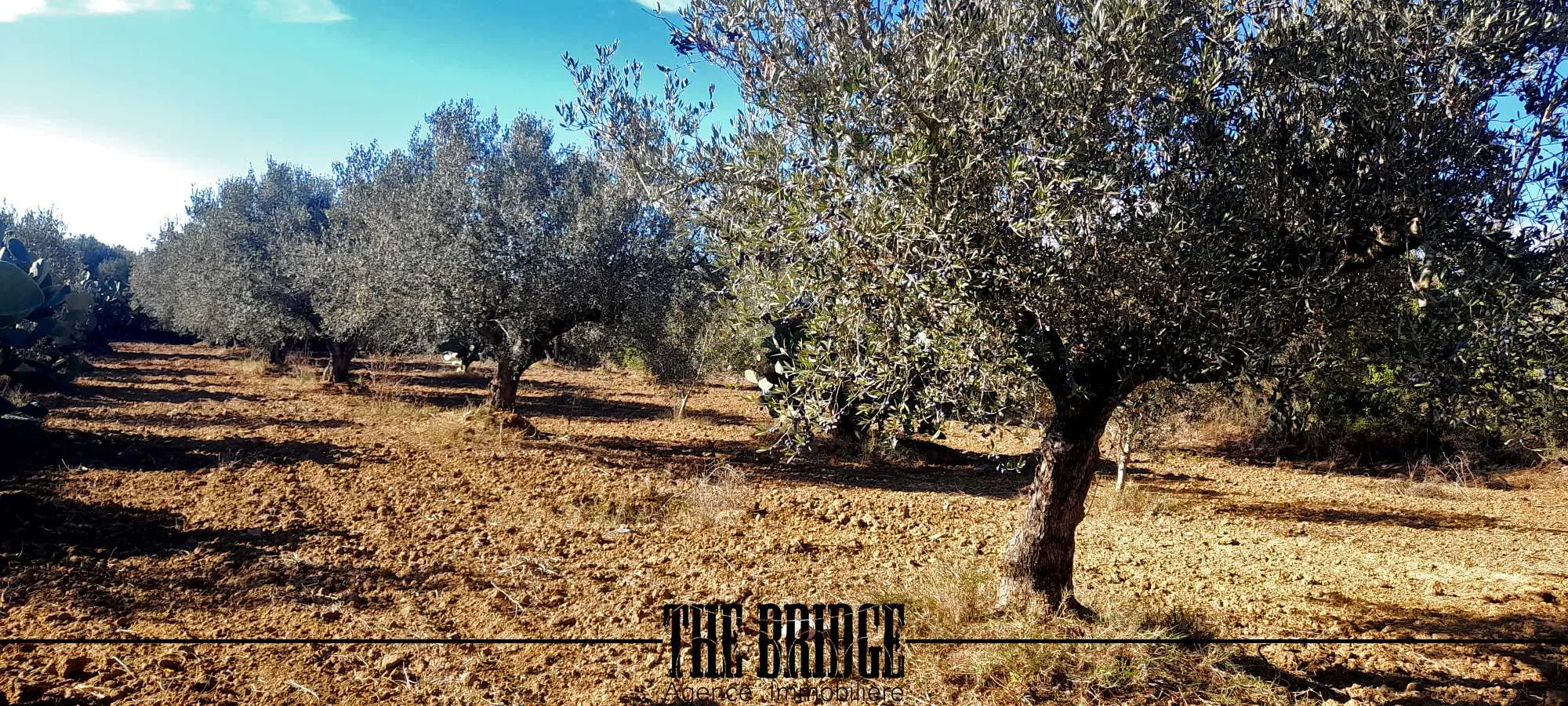 Terrain Agricole de 6 395 m² à Bou Argoub