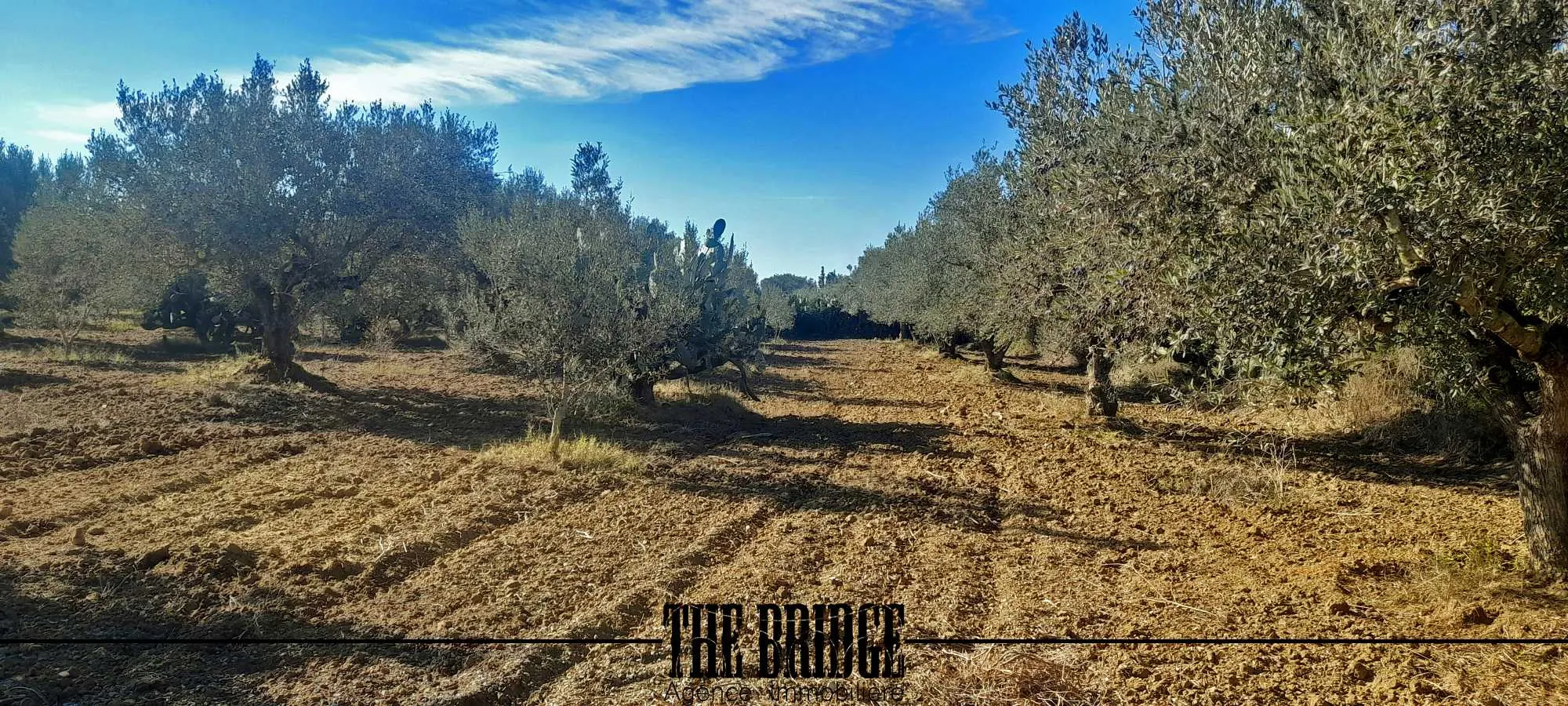 Terrain Agricole de 6 395 m² à Bou Argoub