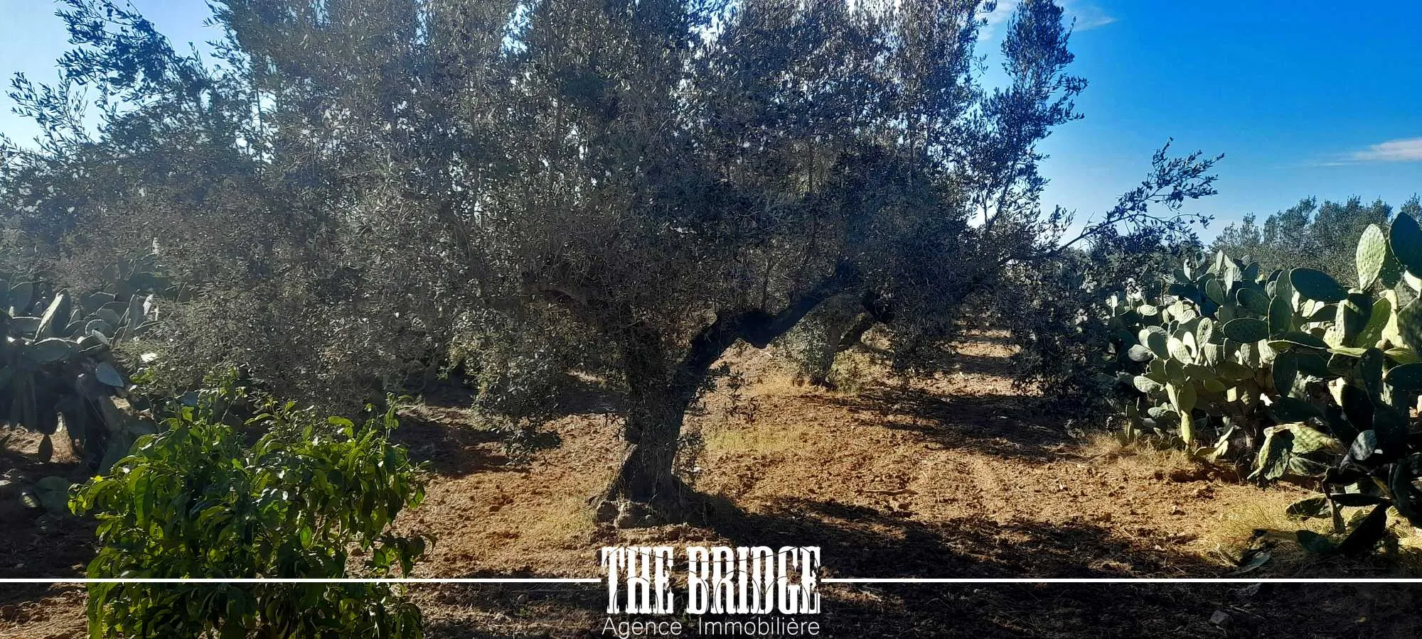 Terrain Agricole de 6 395 m² à Bou Argoub