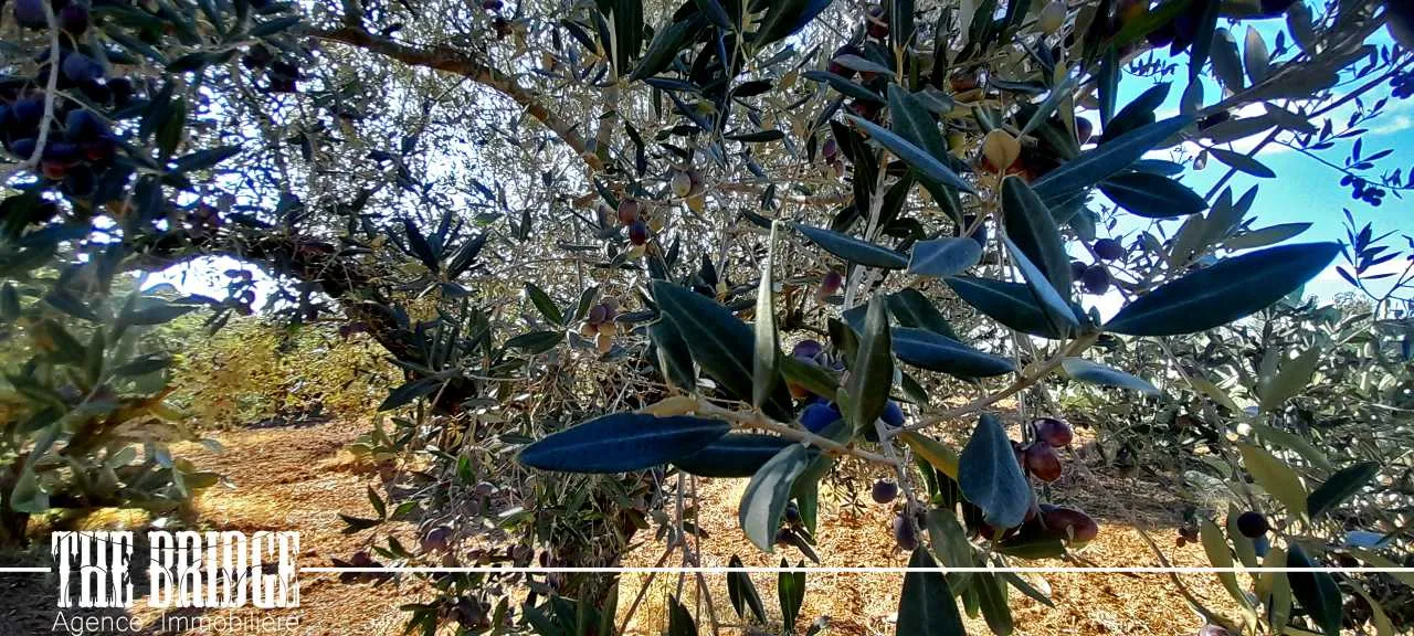 Terrain Agricole de 6 395 m² à Bou Argoub