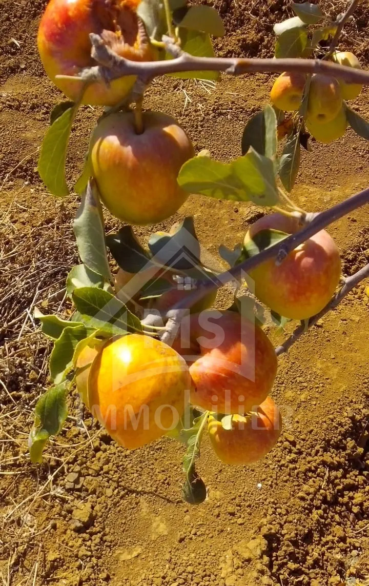 4 hectares ayant une vue de mer à vendre à Hammamet Sud 51355351