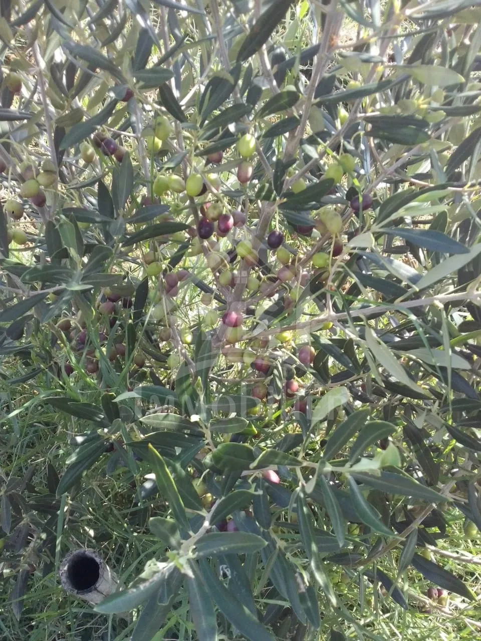 4 hectares ayant une vue de mer à vendre à Hammamet Sud 51355351