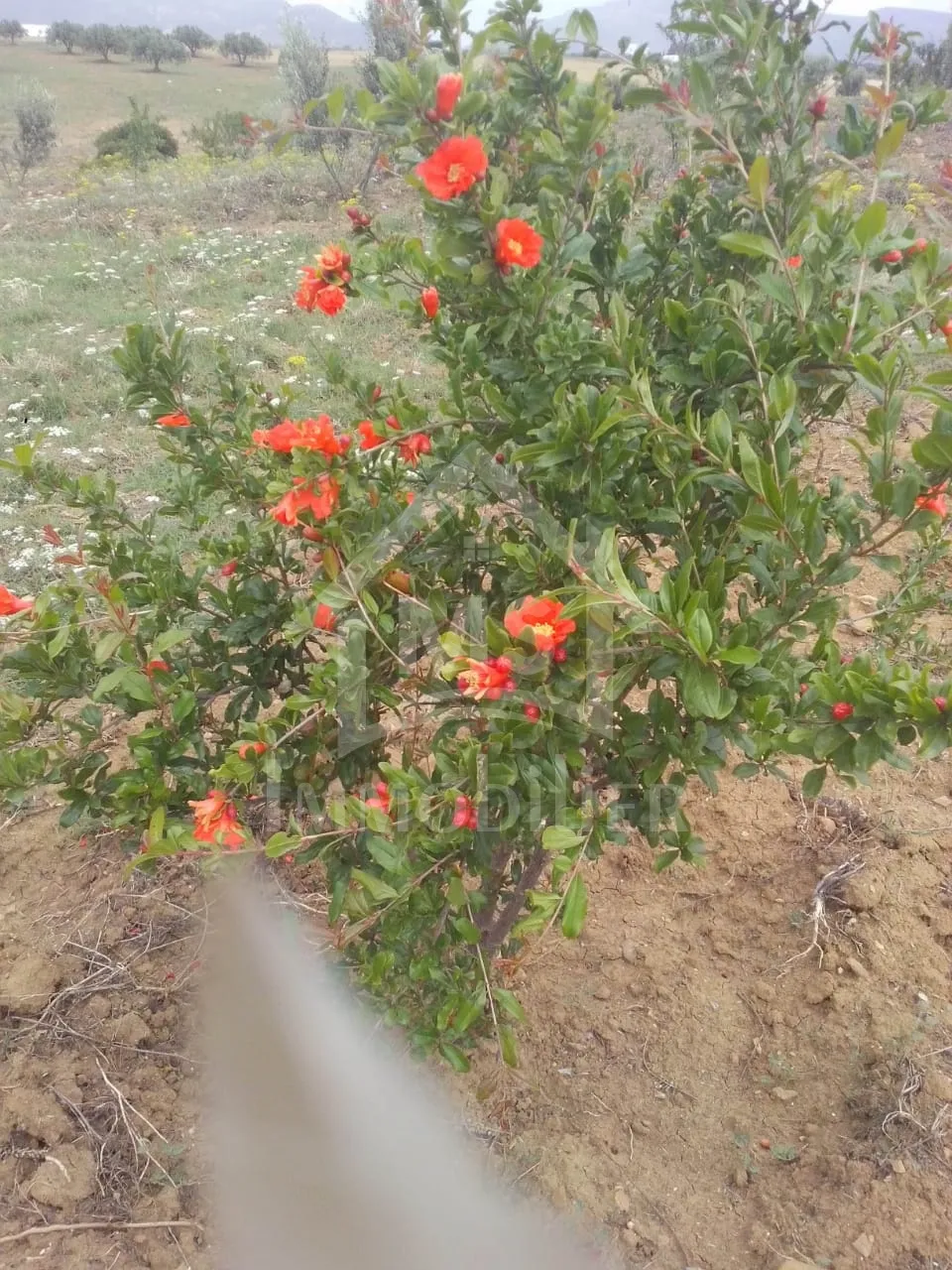 4 hectares ayant une vue de mer à vendre à Hammamet Sud 51355351