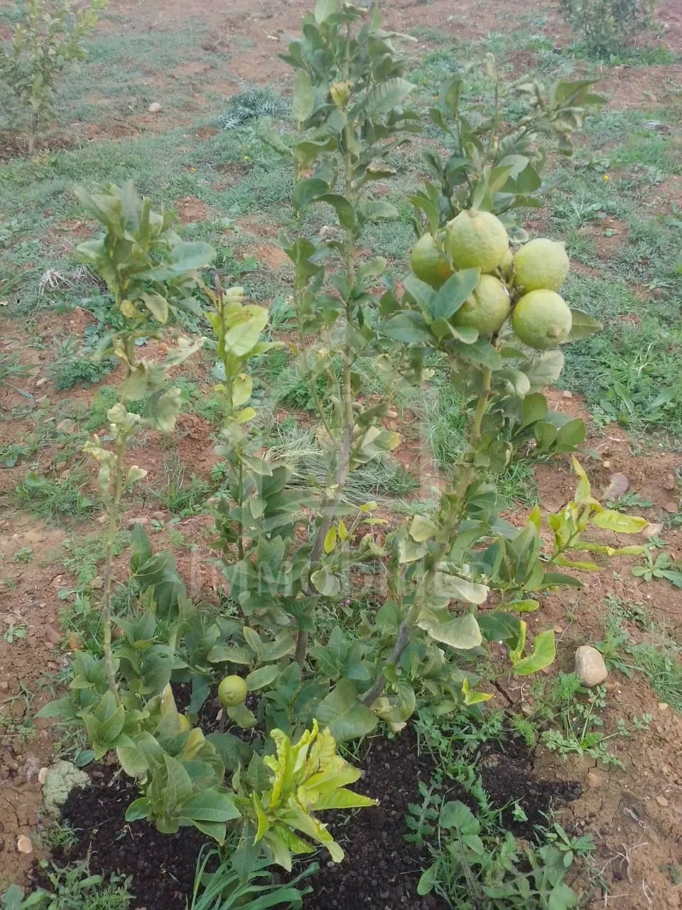 4 hectares ayant une vue de mer à vendre à Hammamet Sud 51355351