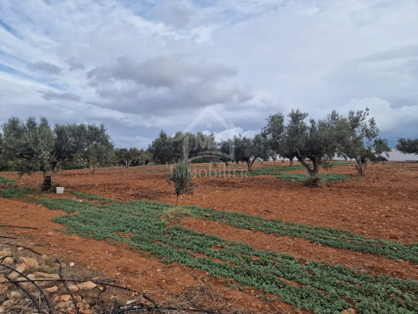 Terrain vue de mer de 2000 m² à Daroufa à vendre 51355351