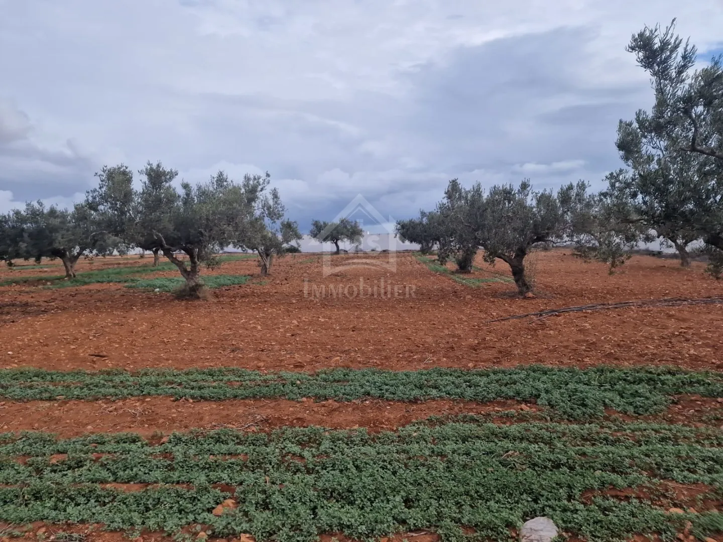 Terrain vue de mer de 2000 m² à Daroufa à vendre 51355351