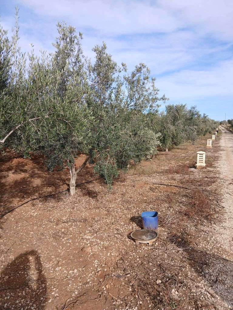 فرصة ذهبية! أرض زراعية كاملة - سيدي بو علي