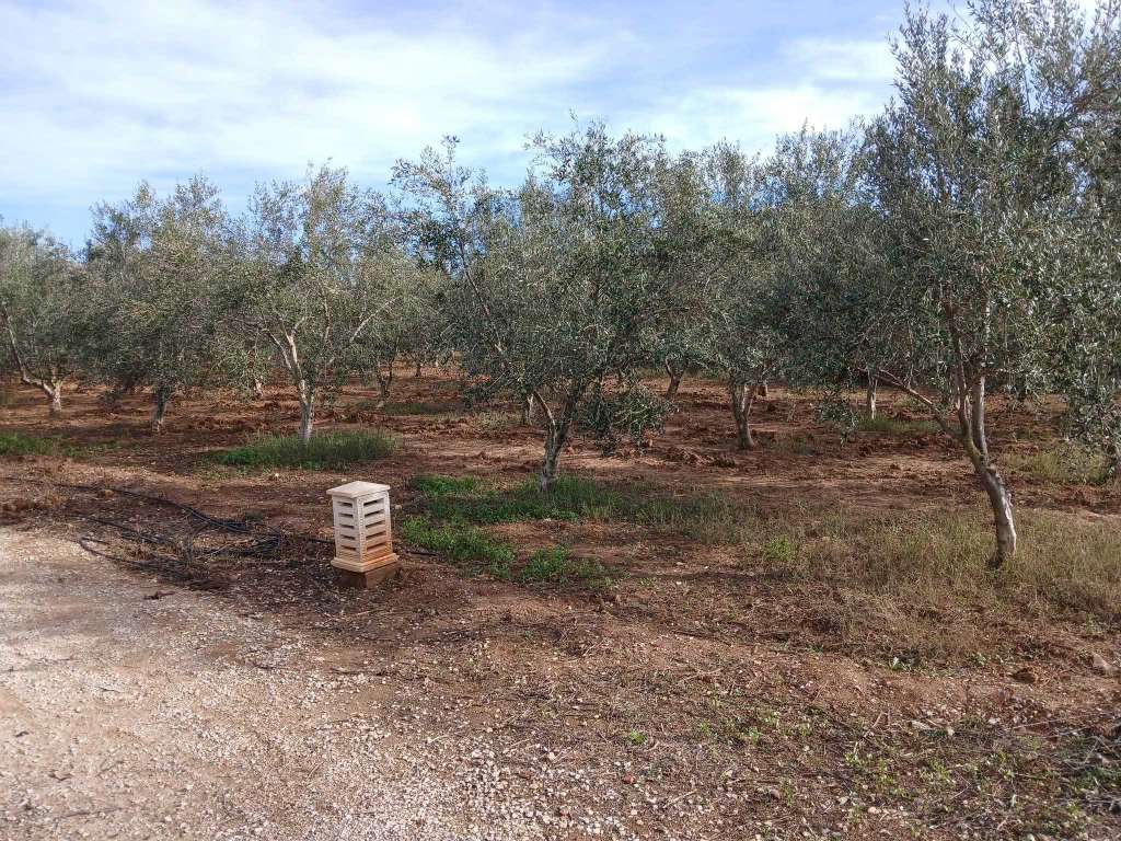 فرصة ذهبية! أرض زراعية كاملة - سيدي بو علي