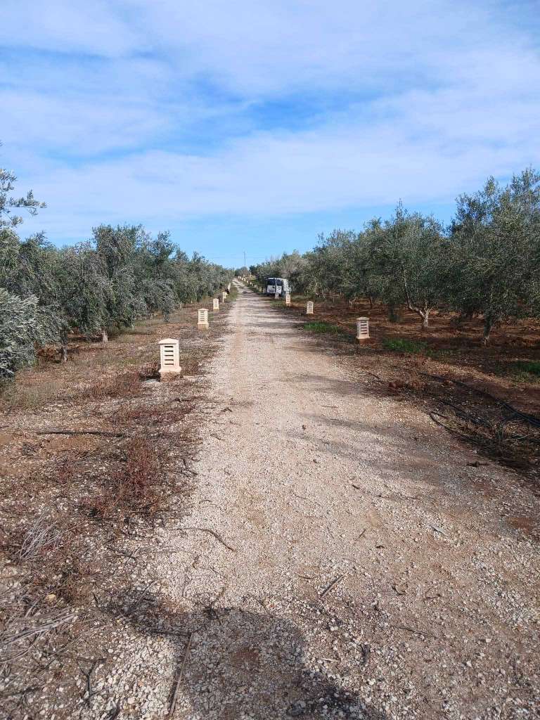 فرصة ذهبية! أرض زراعية كاملة - سيدي بو علي