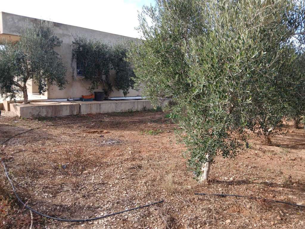 فرصة ذهبية! أرض زراعية كاملة - سيدي بو علي