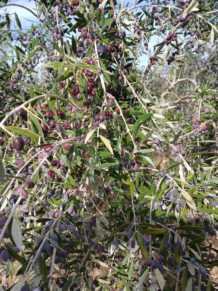 فرصة ذهبية! أرض زراعية كاملة - سيدي بو علي