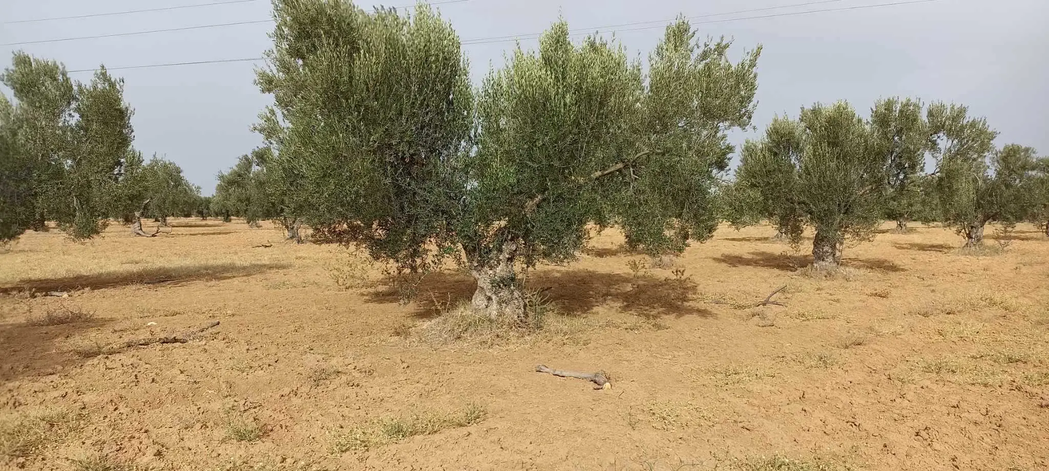 ارض فلاحية