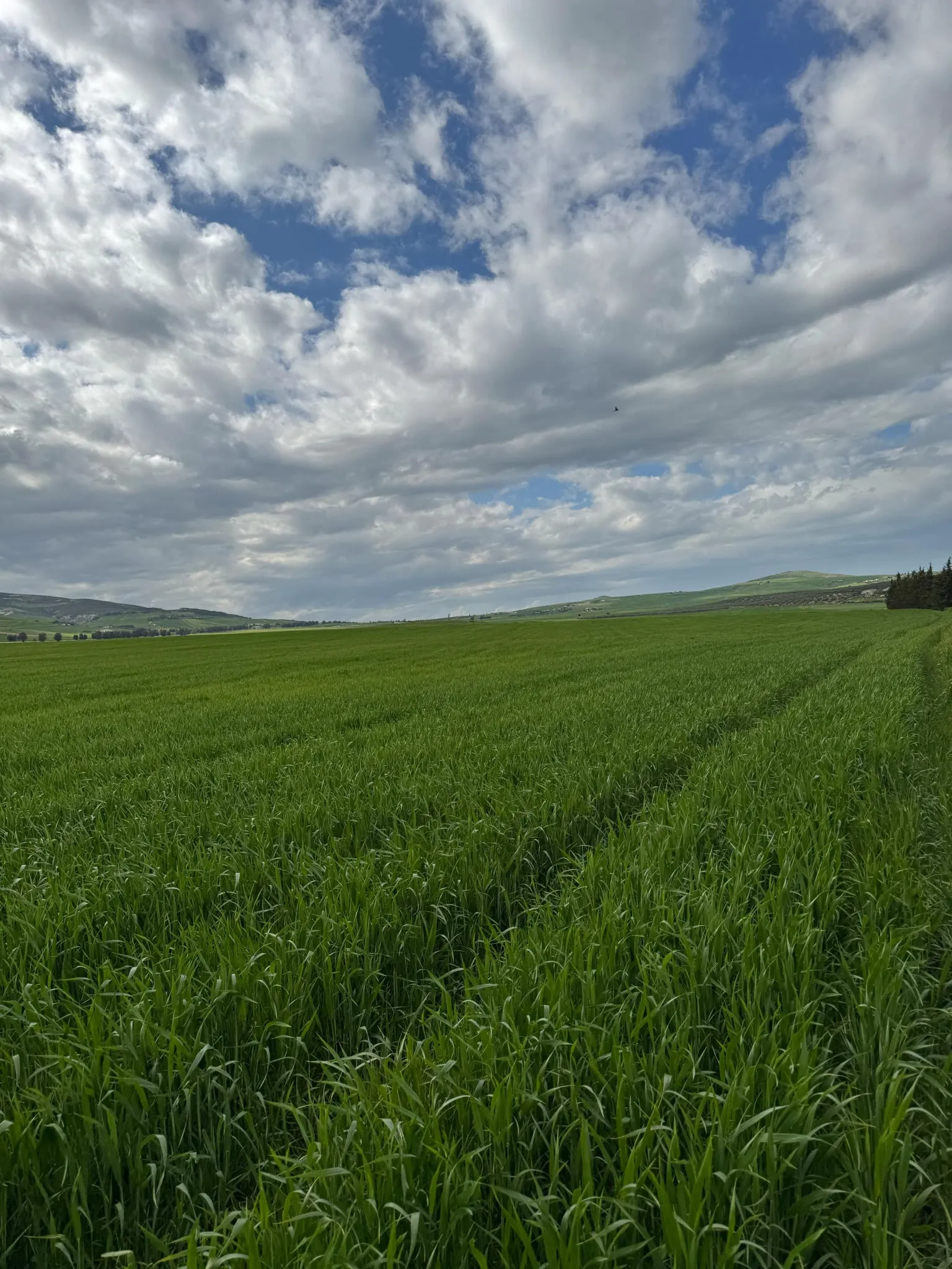 أرض للبيع في برج العيفة مسجلة