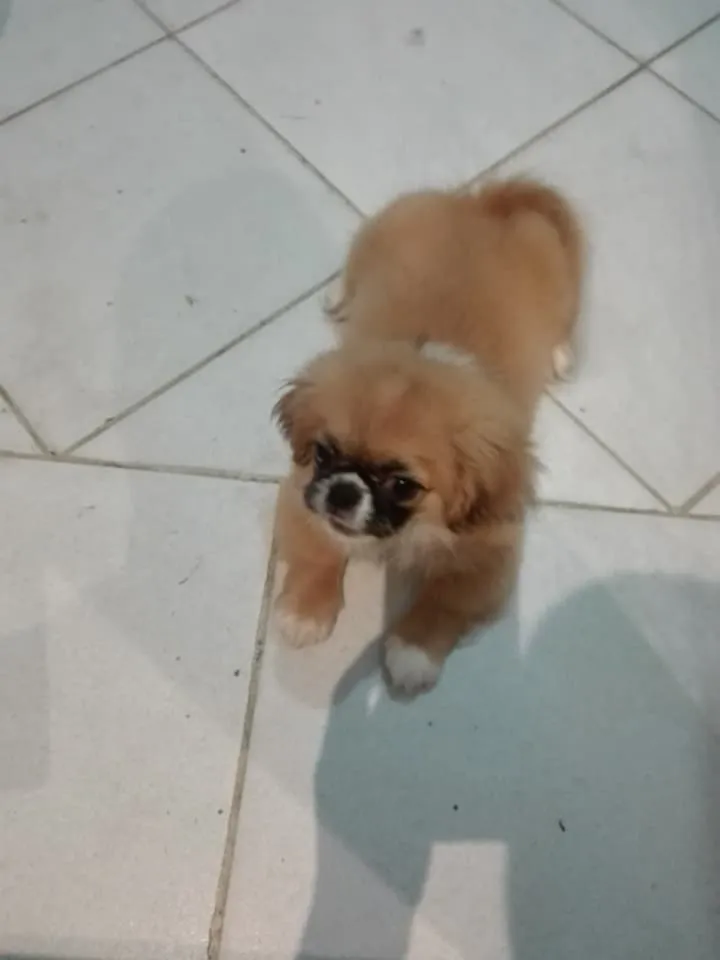 chien