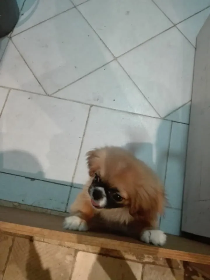 chien