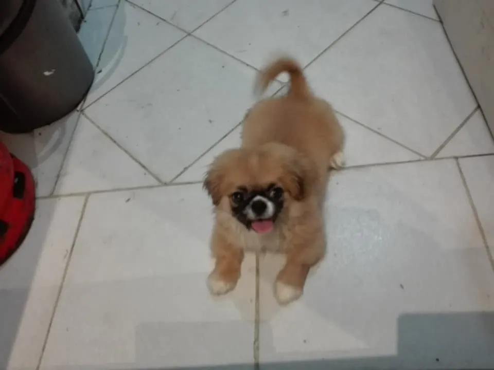 chien
