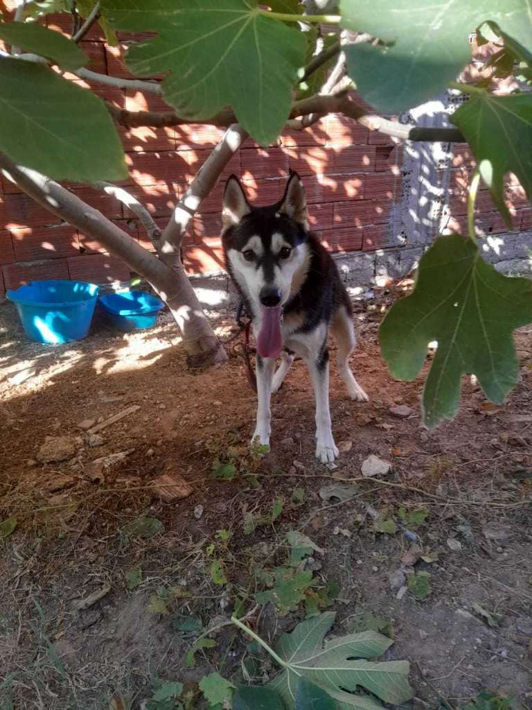 Chien husky