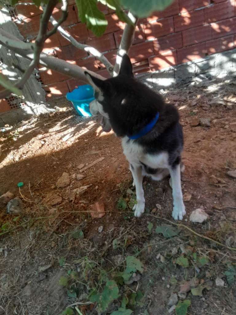 Chien husky