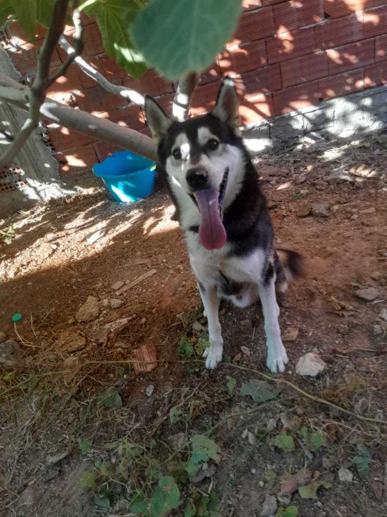 Chien husky