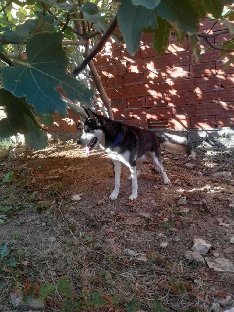 Chien husky