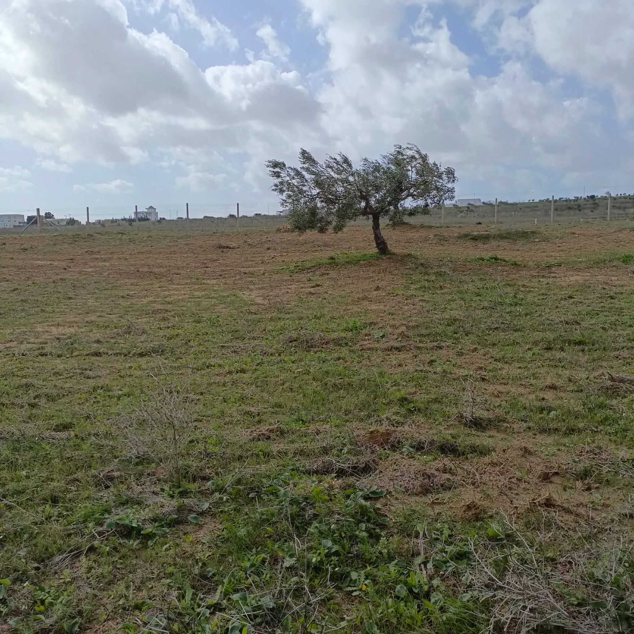 AV terrain 4500m+13 oliviers à hammamet 99958728