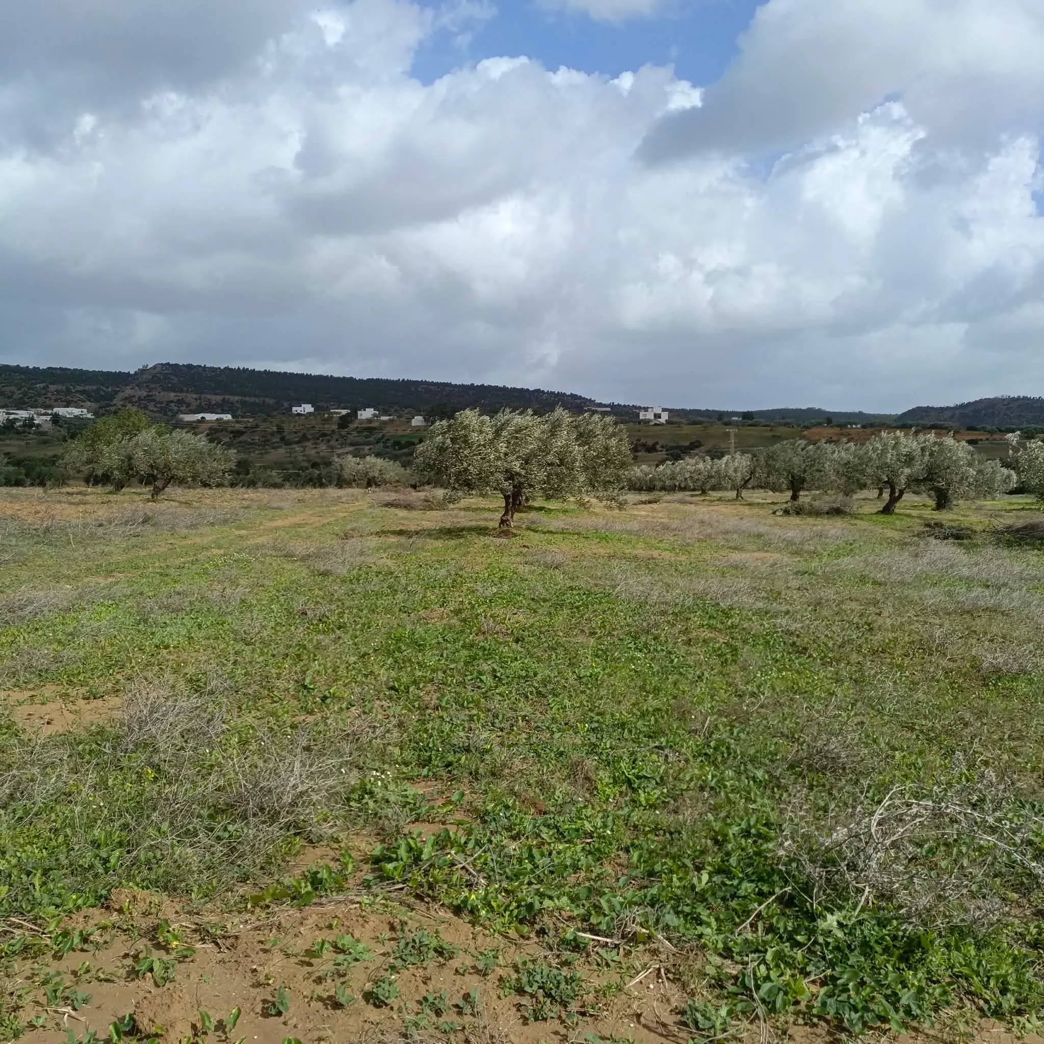 AV terrain 4500m+13 oliviers à hammamet 99958728